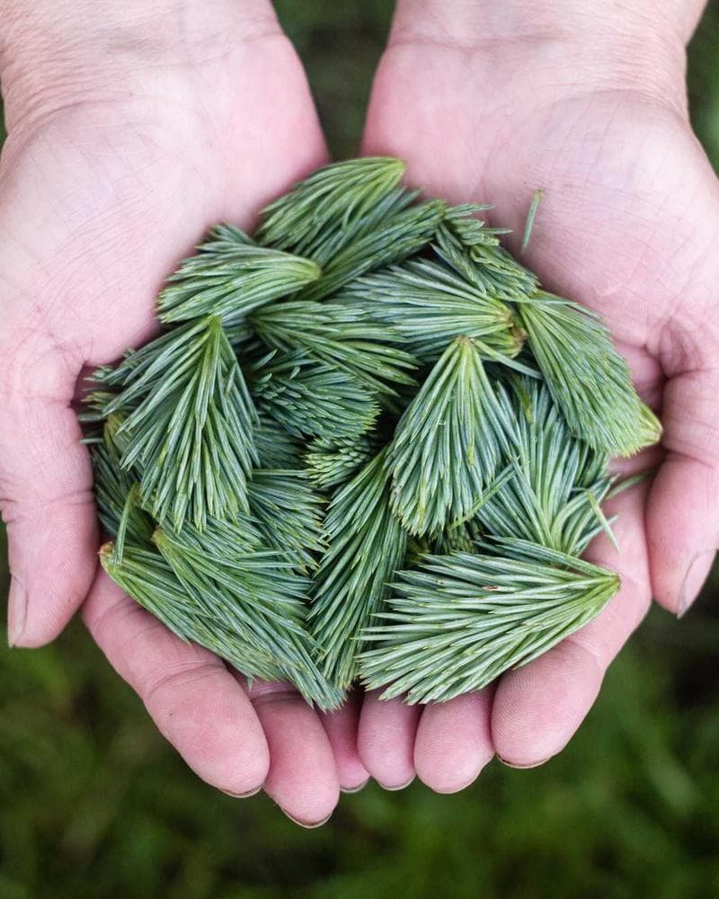 Sandalwood Reverie Oil